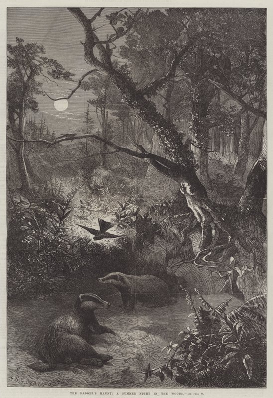 El escondite del tejón, una noche de verano en el bosque de George Bouverie Goddard