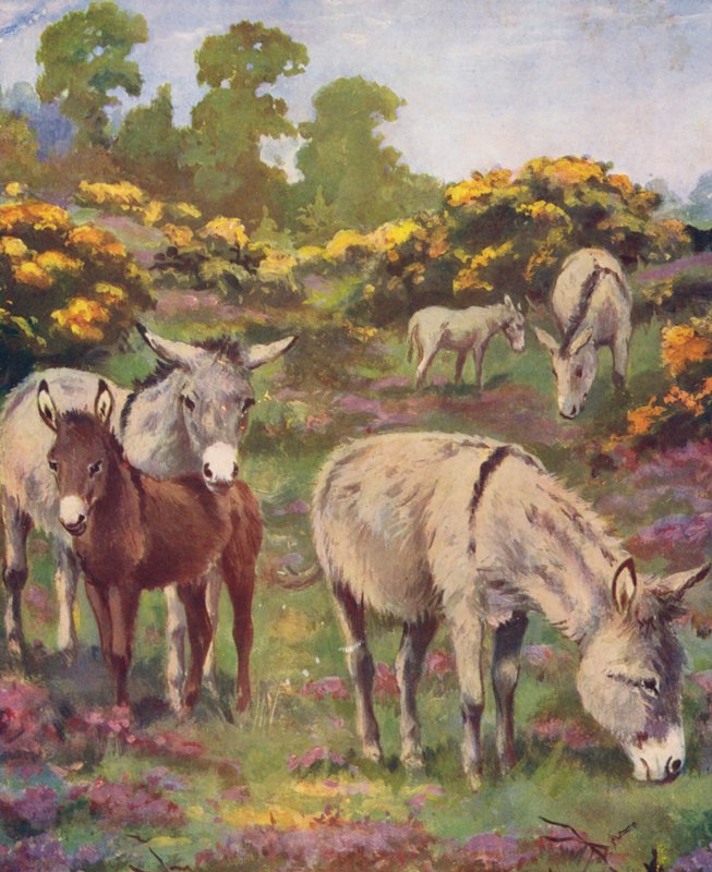 En una explanada había cinco burros (litografía en color) de George Derville (after) Rowlandson