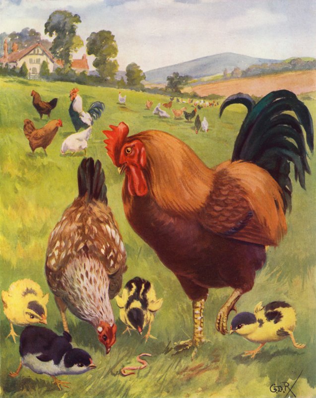 Robert, el gallo, está muy orgulloso (litografía en color) de George Derville (after) Rowlandson