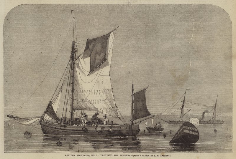 Pesquerías británicas, No 7, trote para buccinos de George Henry Andrews