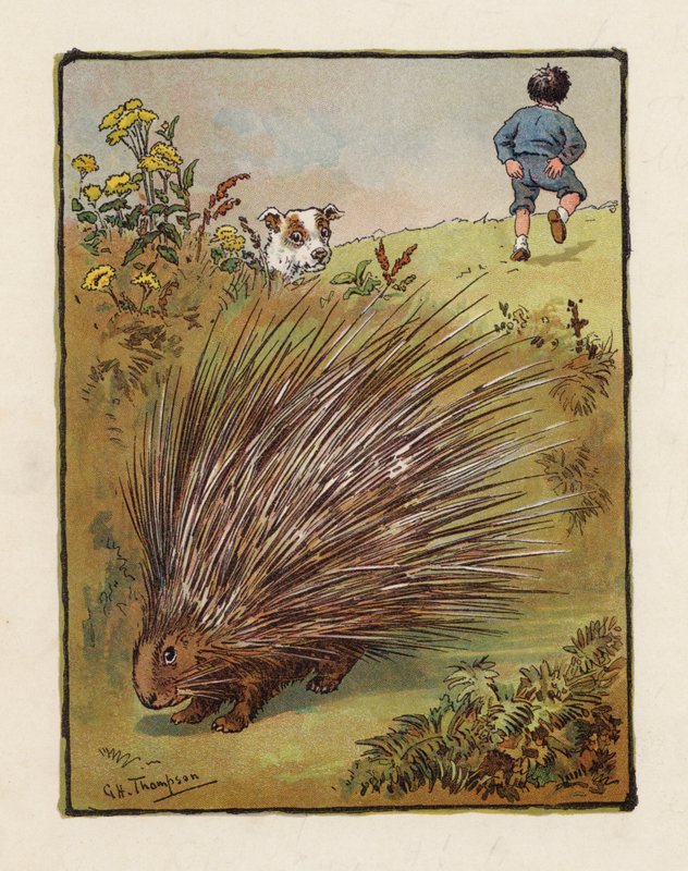 El puercoespín (litografía en color) de George Henry Thompson