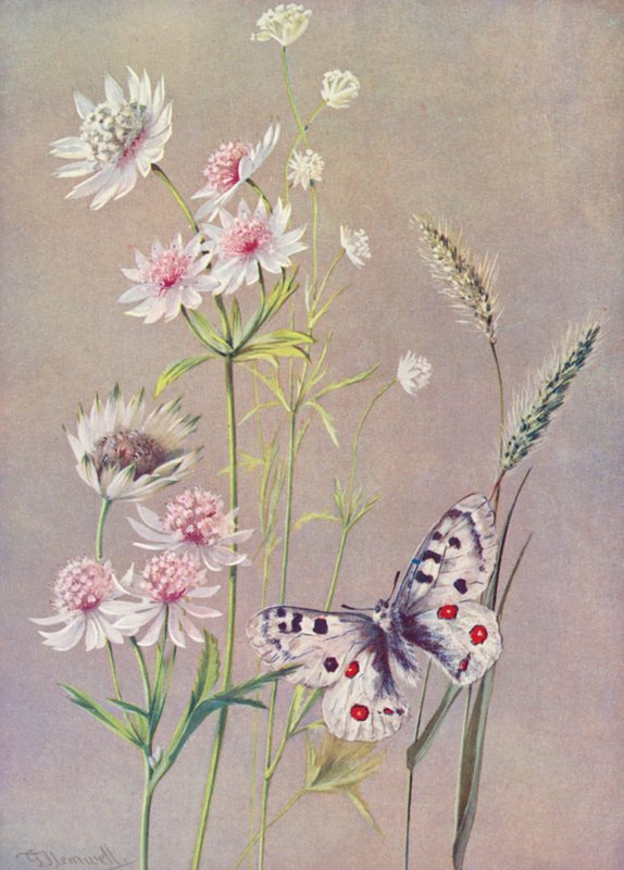 Astrantia mayor, La menor y la mariposa Apolo (litografía en color) de George Jackson Flemwell