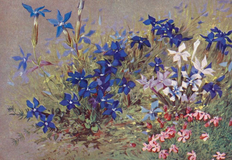 Genitana verna, die Typ-Pflanze und einige ihrer Formen von George Jackson Flemwell