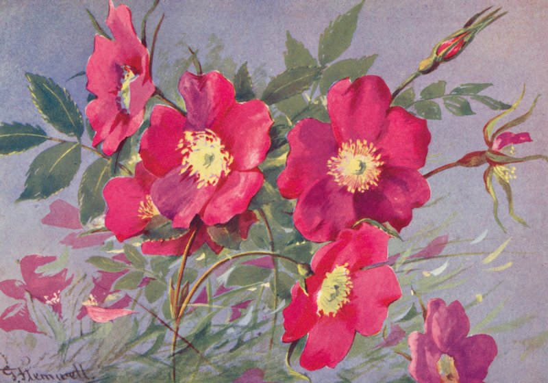 Rosa alpina, la eglantina alpina sin espinas (litografía en color) de George Jackson Flemwell