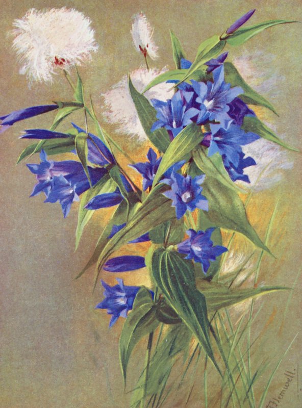 La genciana del sauce (G asclepiadea) y el algodoncillo de los Alpes (Eriophorum Scheuchzeri) (litografía en color) de George Jackson Flemwell