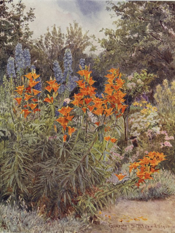 Lirios naranjas y espuela de caballero de George Samuel Elgood