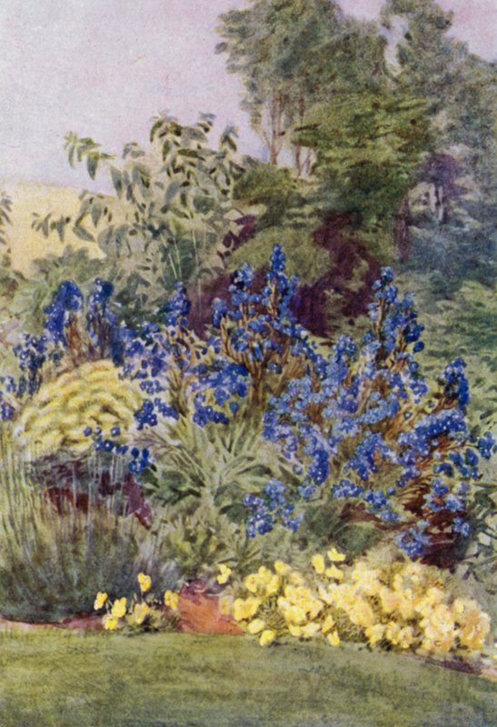 Anchusa Italica variedad Dropmore, el Dropmore Alkanet, con Clematis recta y Violas de George Soper