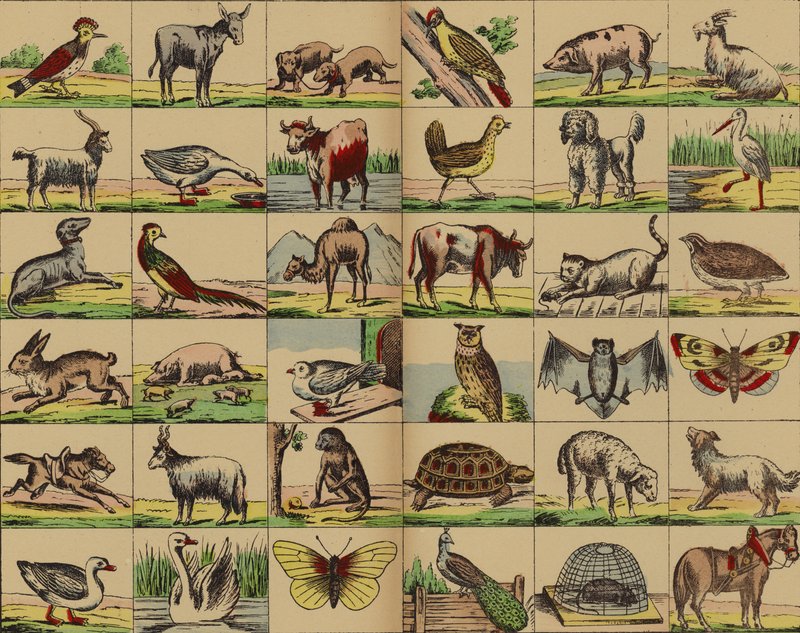 Imágenes de animales y aves de German School