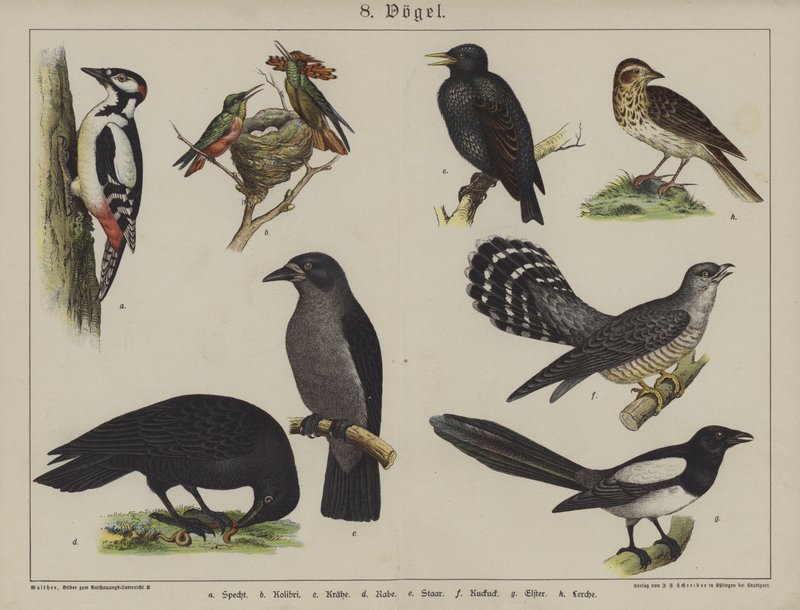Animales de German School