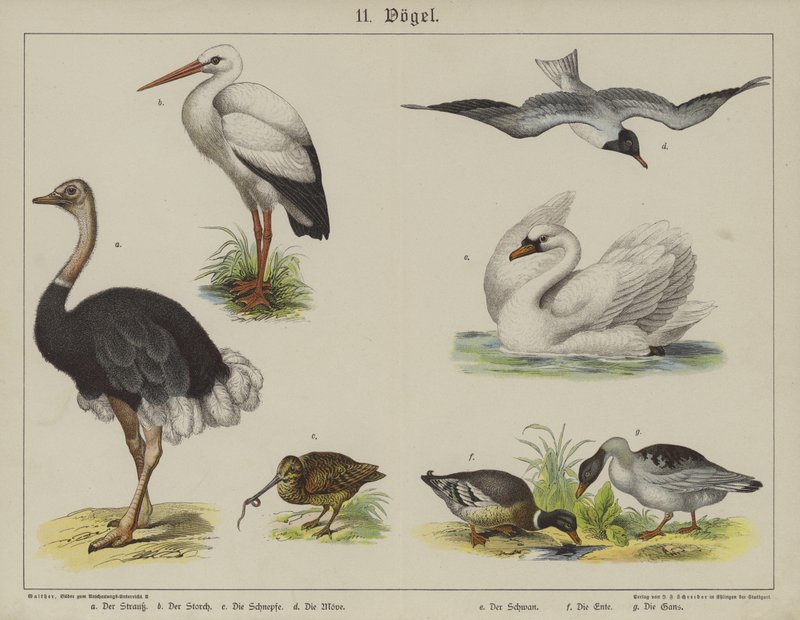 Animales de German School