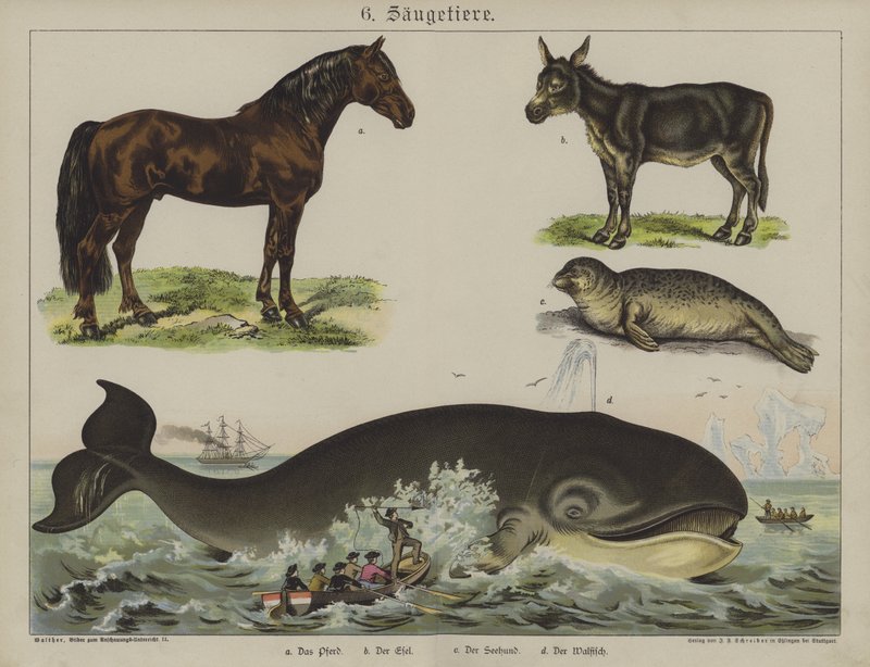 Animales de German School