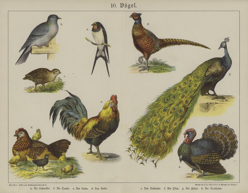 Animales de German School