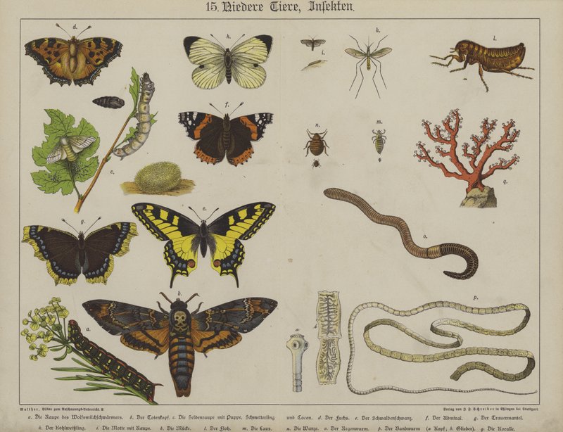 Animales de German School