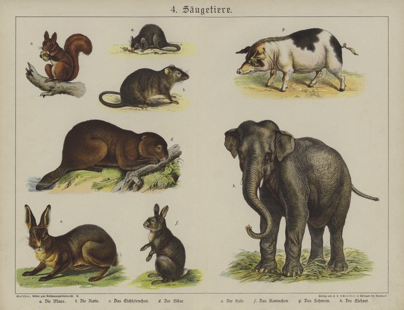 Animales de German School