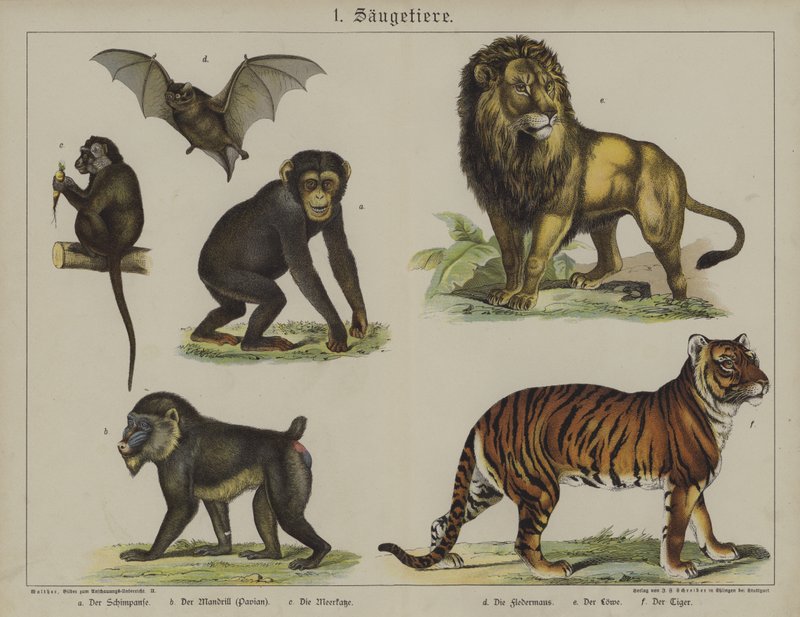 Animales de German School