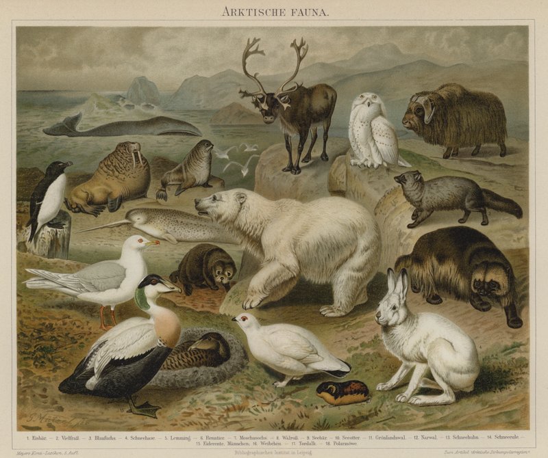 Fauna ártica de German School