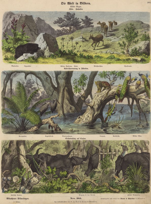 Asia: animales y plantas de montaña; inundaciones en el este de India; captura de elefantes en Ceilán de German School