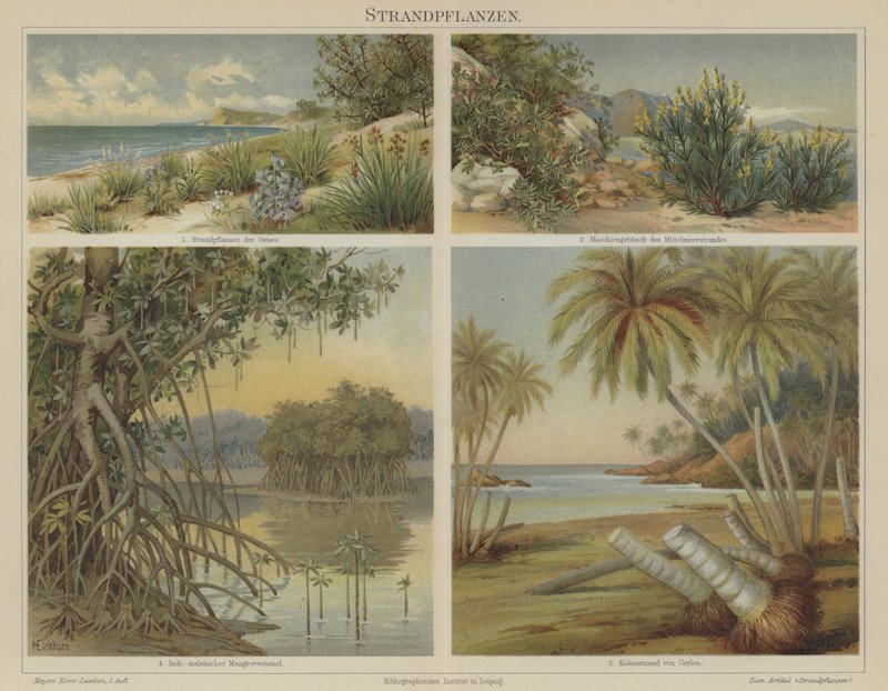 Plantas de playa de German School
