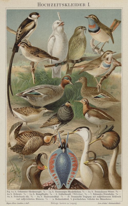 Aves en plumaje nupcial de German School
