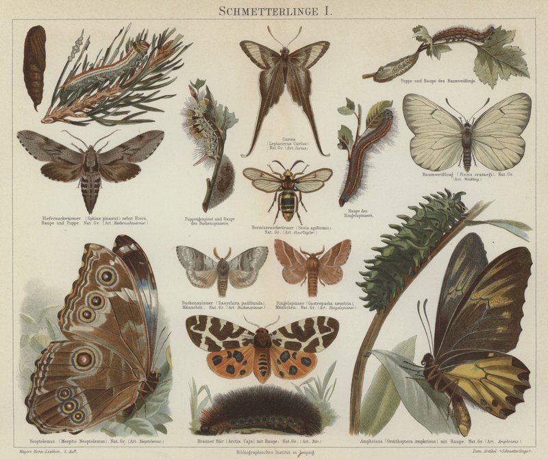 Mariposas y polillas de German School