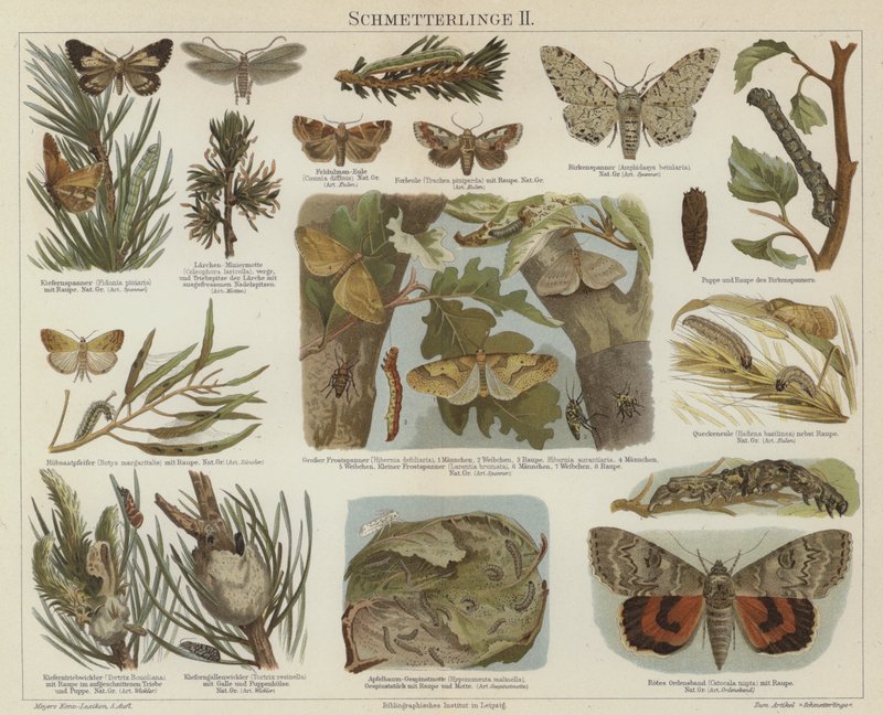 Mariposas y polillas de German School