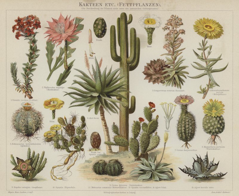 Cactus y suculentas de German School