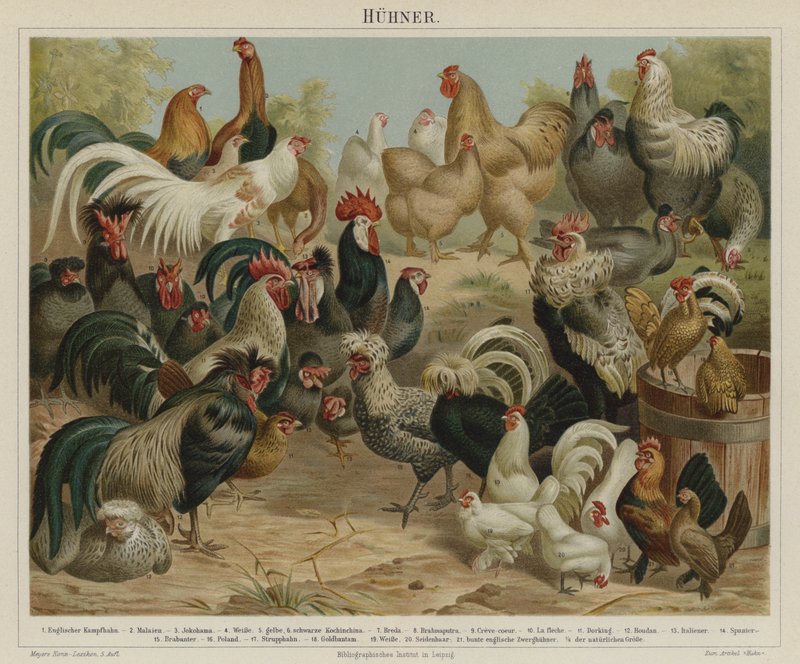 Gallinas de German School