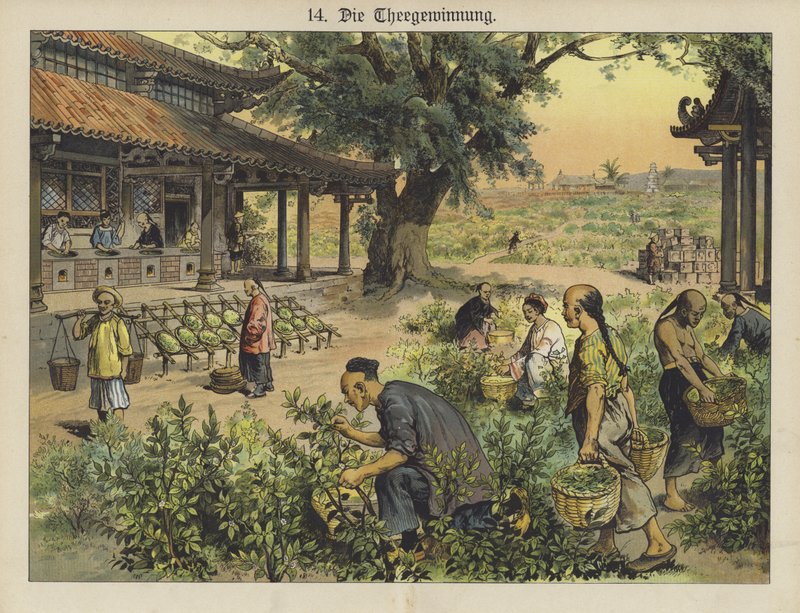 Plantación de té china de German School