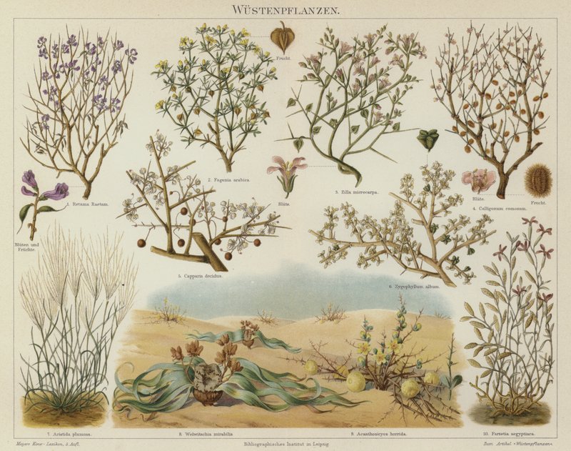Plantas del desierto de German School