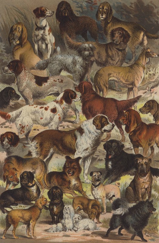 Razas de perros de German School