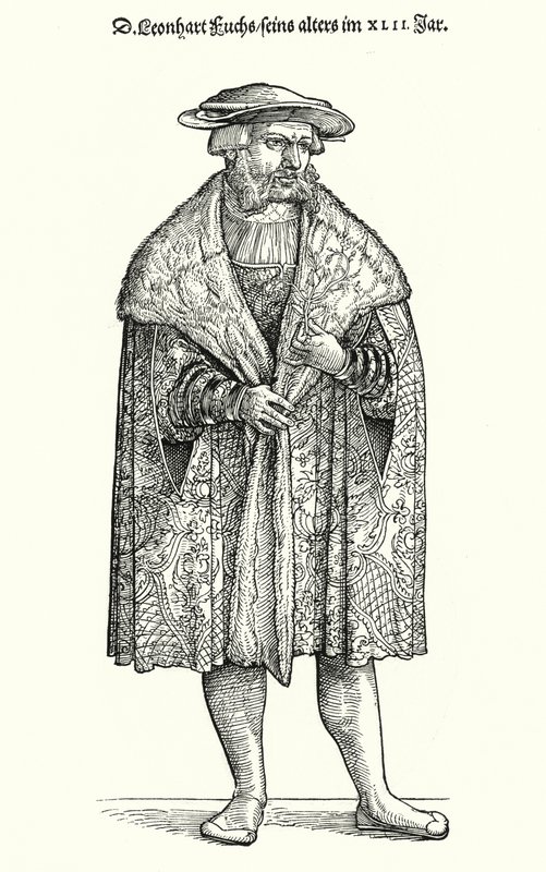 Dr. Leonhart Fuchs, médico alemán, botánico y profesor en la Universidad de Tubinga de German School