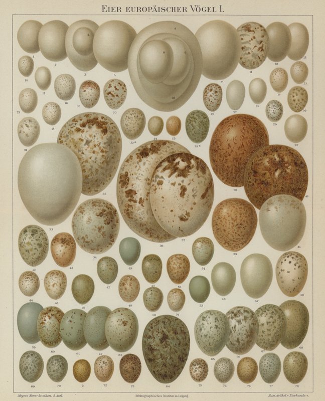Huevos de aves europeas de German School