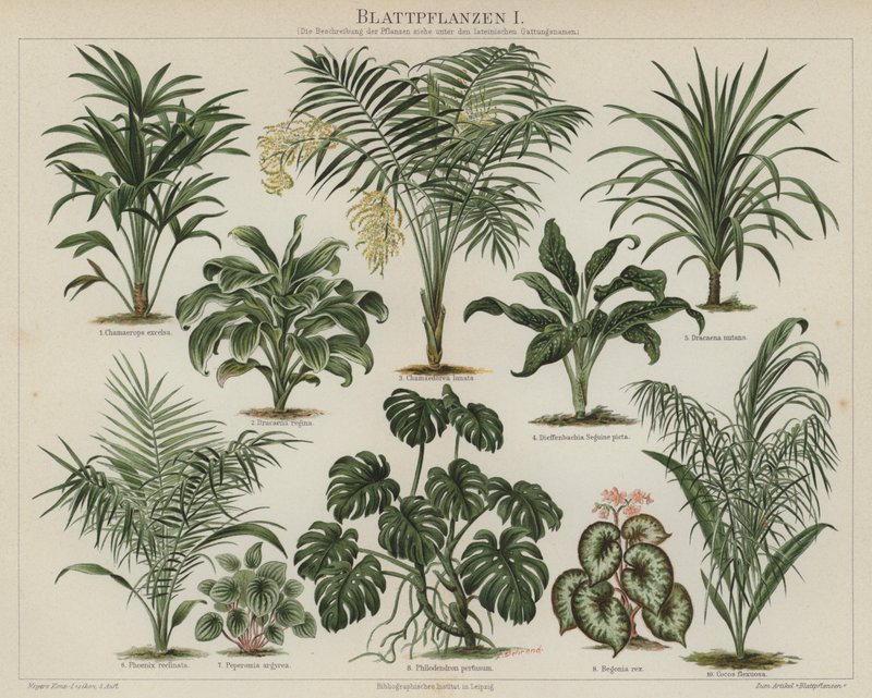 Plantas de follaje de German School
