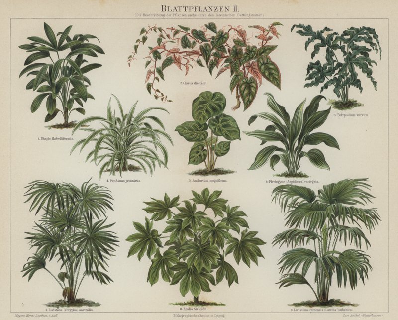 Plantas de follaje de German School