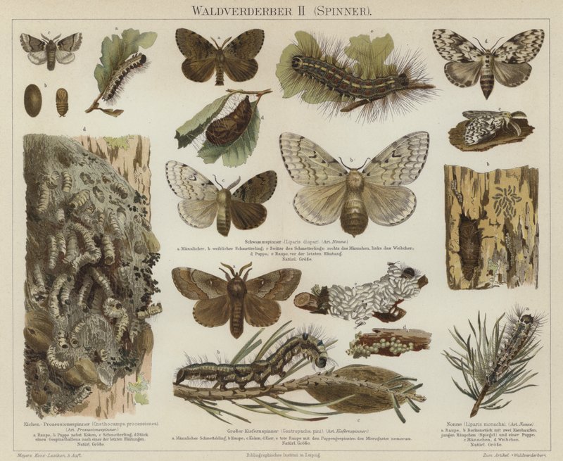 Plagas forestales: polillas de German School