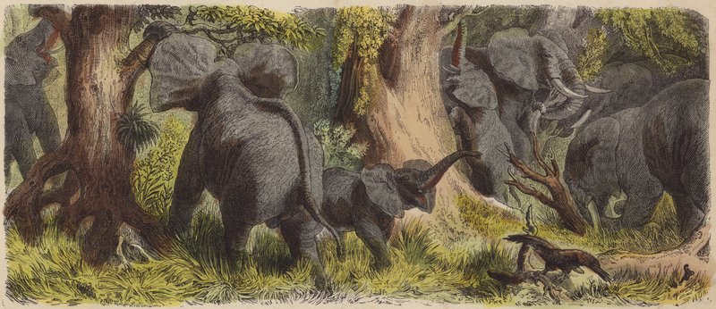 Manada de elefantes en una jungla africana de German School