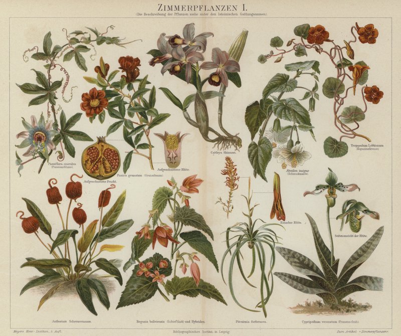 Plantas de interior de German School