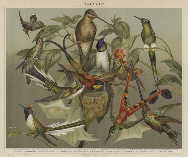 Colibríes de German School