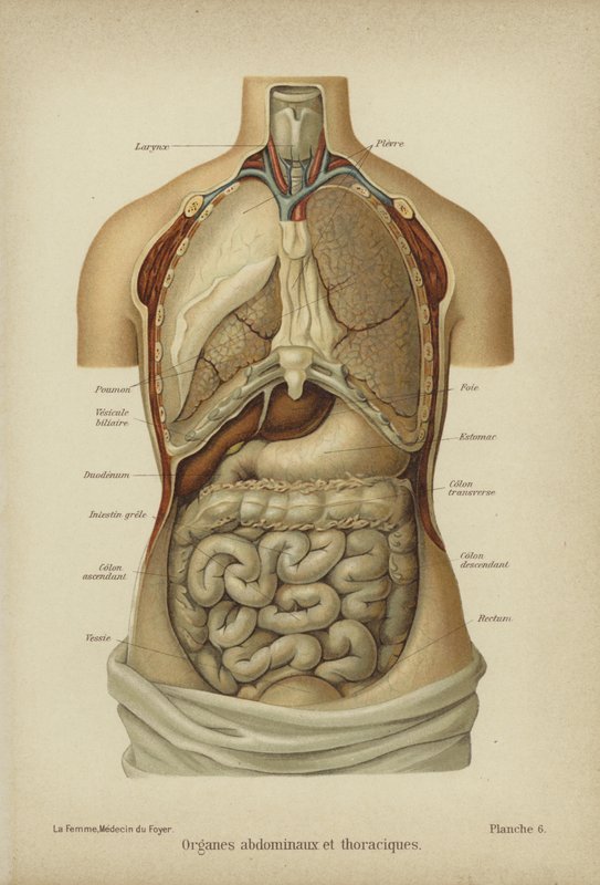 Órganos internos del abdomen y tórax de German School