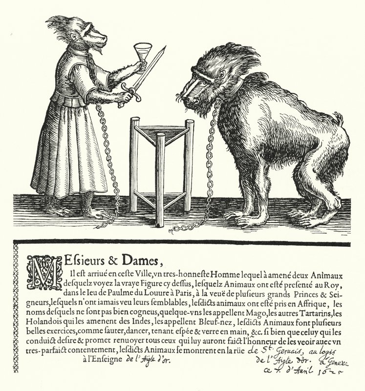 Invitación a una exposición de simios y monos de German School