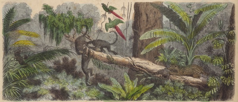 Selva en Brasil de German School