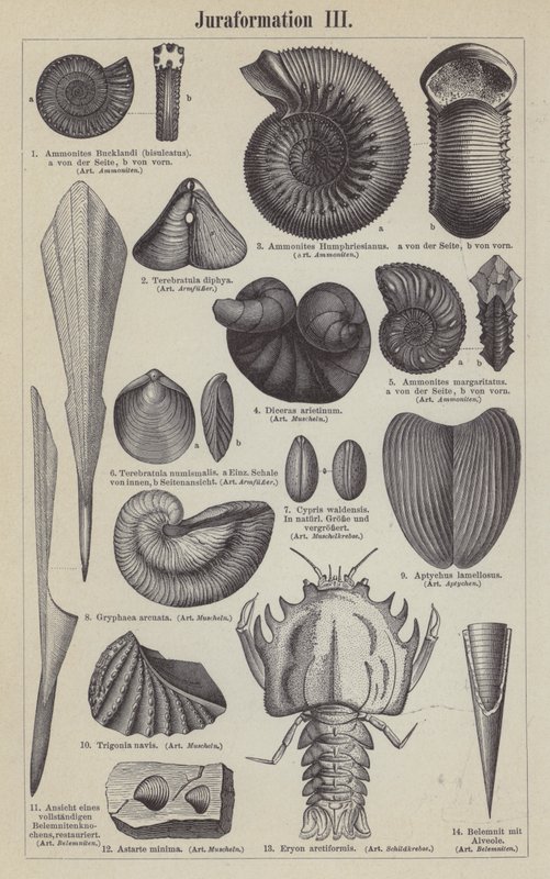 Fósiles jurásicos (grabado) de German School