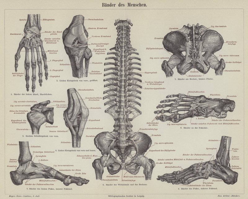 Ligamentos del cuerpo humano de German School