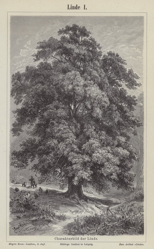 Árbol de tilo de German School