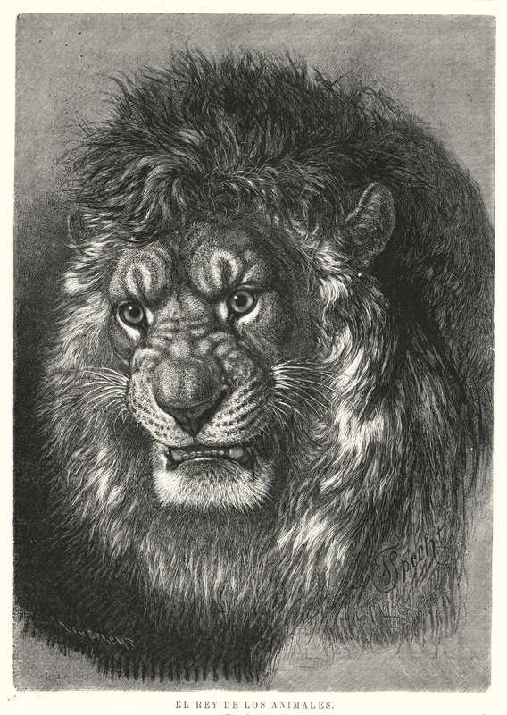 León: rey de los animales de German School