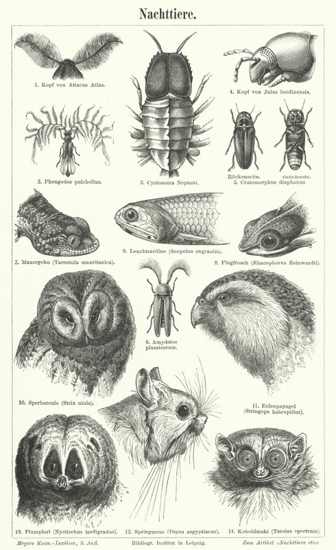 Animales nocturnos (grabado) de German School
