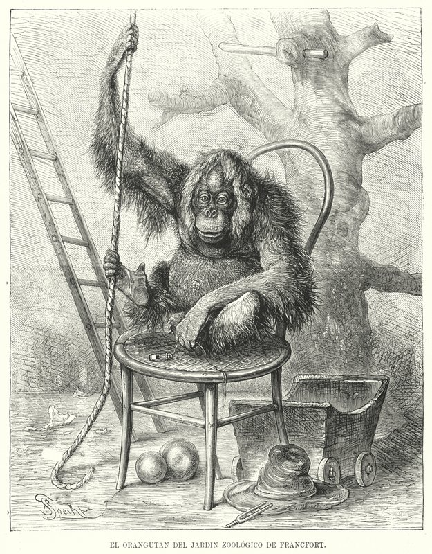Orangután en el Zoológico de Frankfurt, Alemania de German School