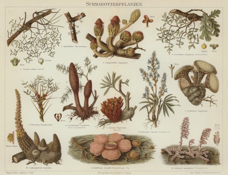 Plantas parásitas de German School