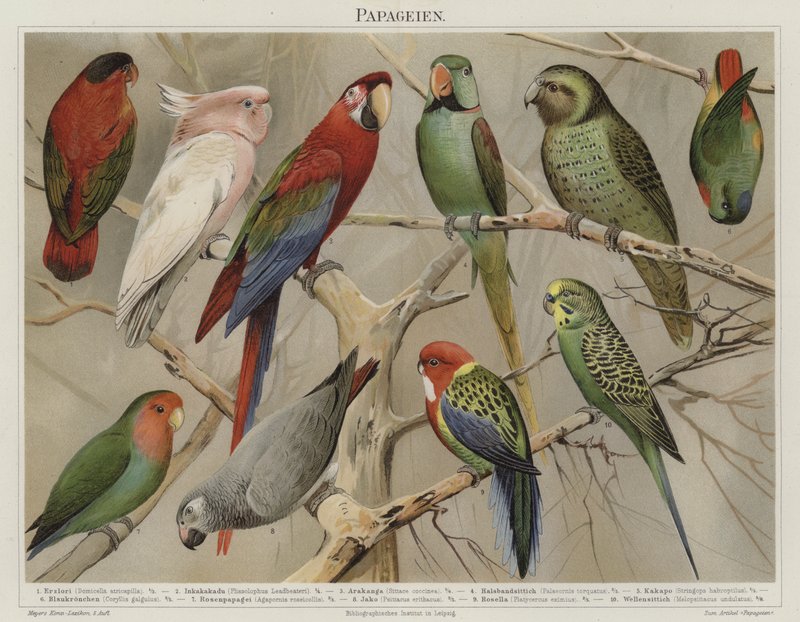 Loros de German School