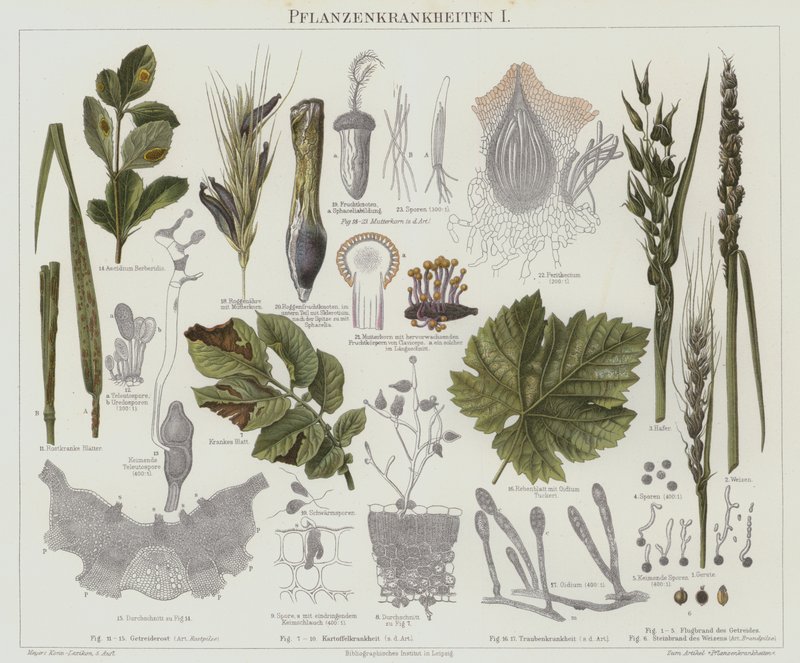 Enfermedades de las plantas de German School